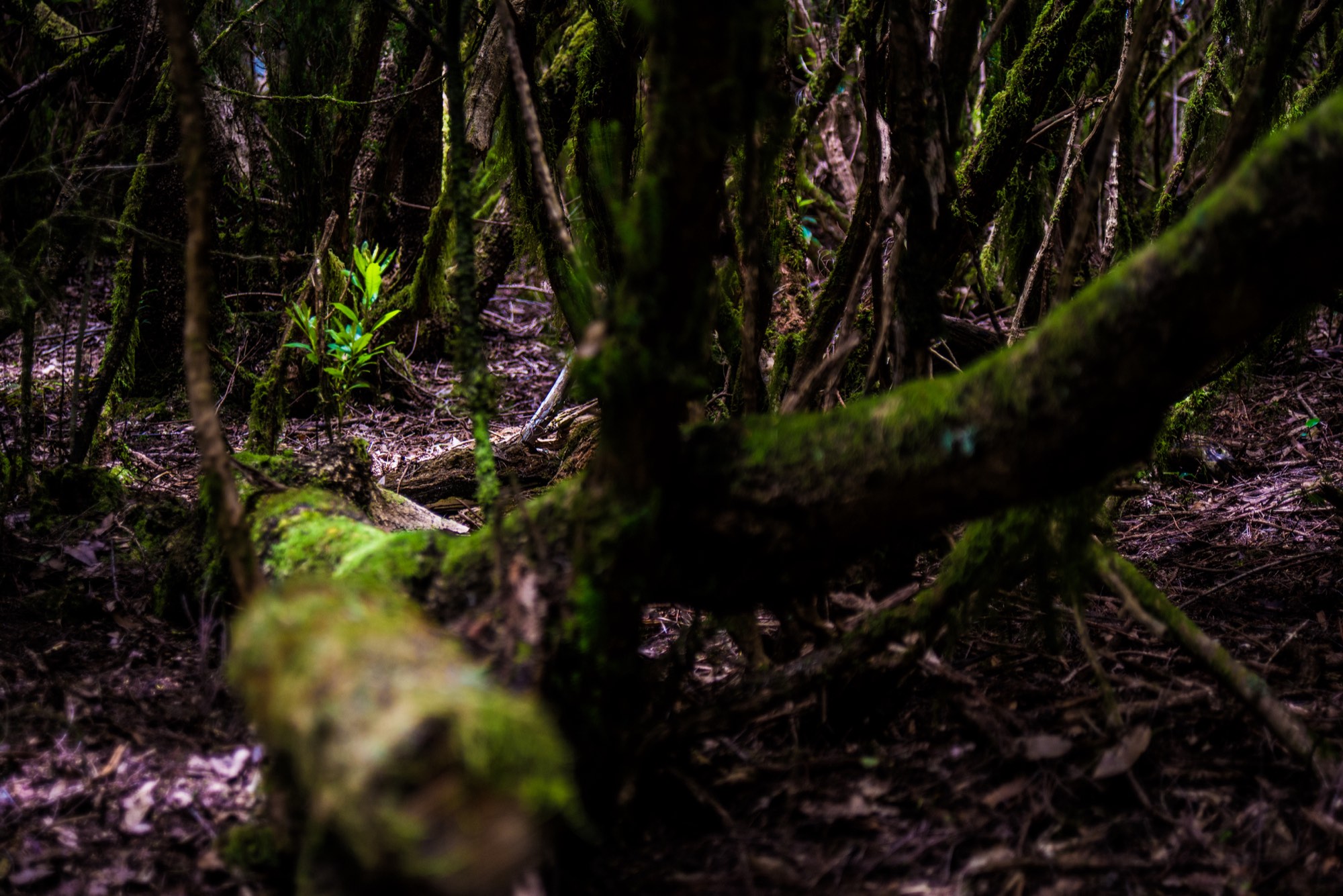 Laurel forest in Anaga — moss-covered trunks in low green light
